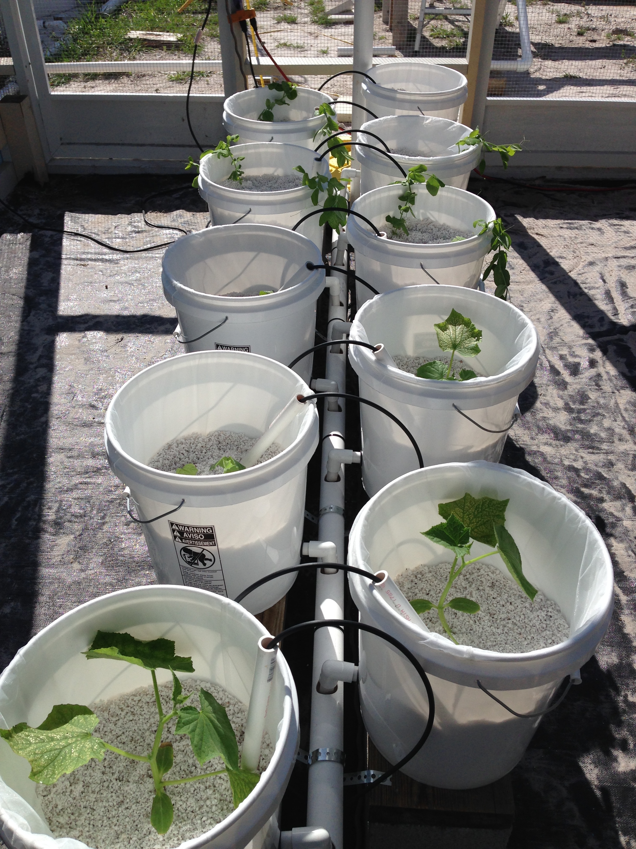 Farm Update Sunflower Microgreens DIY Dutch Bucket 